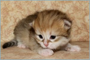 Female Siberian Kitten from Deedlebug Siberians